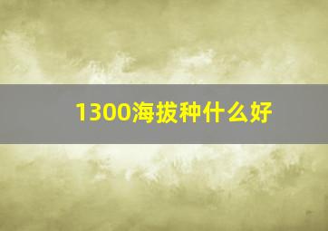 1300海拔种什么好