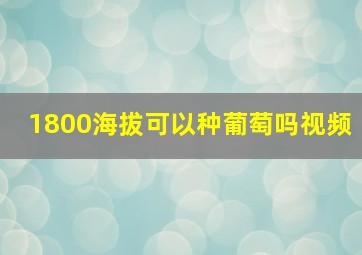 1800海拔可以种葡萄吗视频