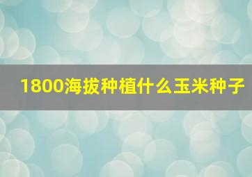 1800海拔种植什么玉米种子