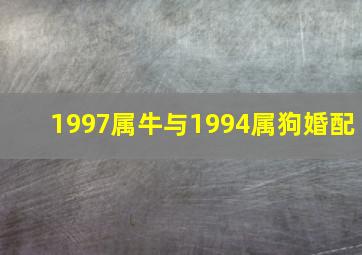 1997属牛与1994属狗婚配