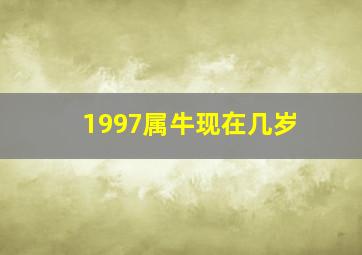 1997属牛现在几岁