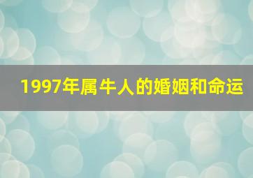 1997年属牛人的婚姻和命运