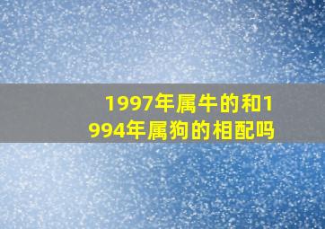 1997年属牛的和1994年属狗的相配吗