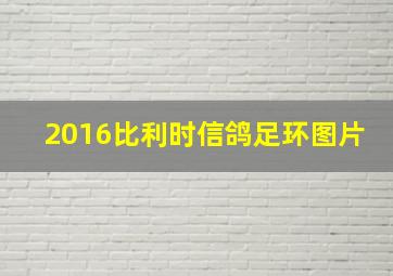 2016比利时信鸽足环图片