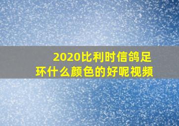 2020比利时信鸽足环什么颜色的好呢视频