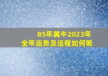 85年属牛2023年全年运势及运程如何呢