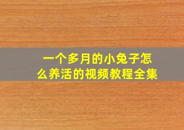 一个多月的小兔子怎么养活的视频教程全集