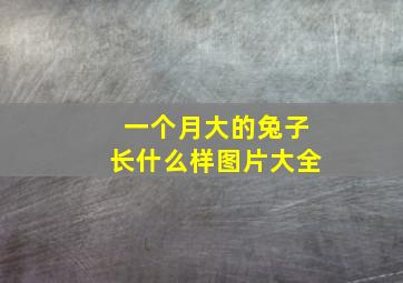 一个月大的兔子长什么样图片大全