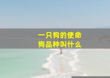 一只狗的使命狗品种叫什么