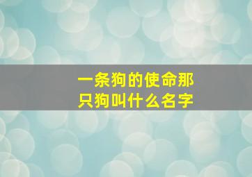 一条狗的使命那只狗叫什么名字