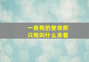 一条狗的使命那只狗叫什么来着