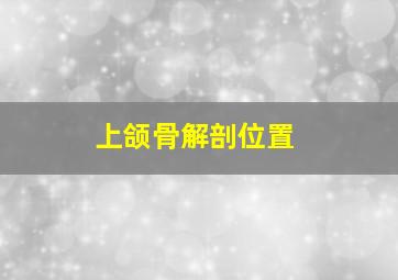 上颌骨解剖位置