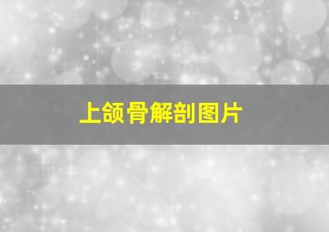 上颌骨解剖图片