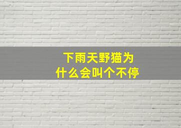 下雨天野猫为什么会叫个不停