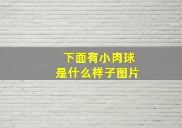 下面有小肉球是什么样子图片