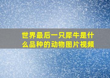 世界最后一只犀牛是什么品种的动物图片视频