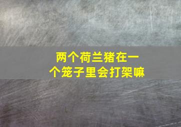 两个荷兰猪在一个笼子里会打架嘛