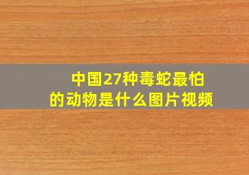 中国27种毒蛇最怕的动物是什么图片视频