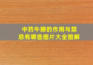 中药牛膝的作用与禁忌有哪些图片大全图解