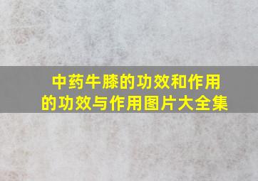 中药牛膝的功效和作用的功效与作用图片大全集