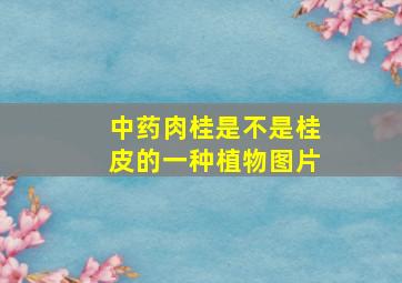 中药肉桂是不是桂皮的一种植物图片