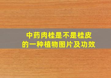 中药肉桂是不是桂皮的一种植物图片及功效