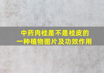 中药肉桂是不是桂皮的一种植物图片及功效作用