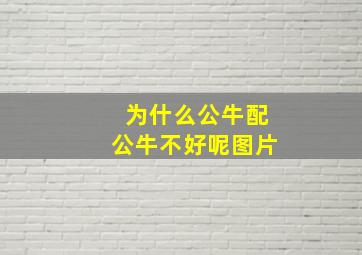 为什么公牛配公牛不好呢图片