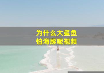 为什么大鲨鱼怕海豚呢视频