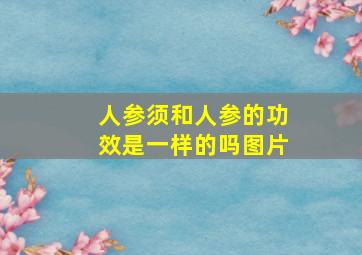 人参须和人参的功效是一样的吗图片