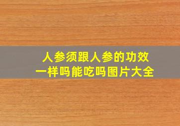 人参须跟人参的功效一样吗能吃吗图片大全