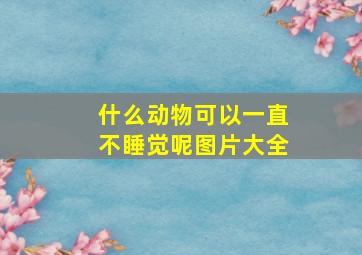 什么动物可以一直不睡觉呢图片大全