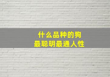 什么品种的狗最聪明最通人性