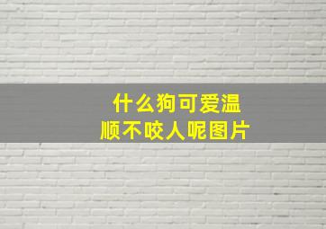 什么狗可爱温顺不咬人呢图片