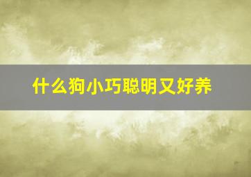 什么狗小巧聪明又好养