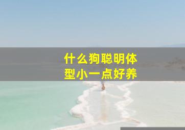 什么狗聪明体型小一点好养