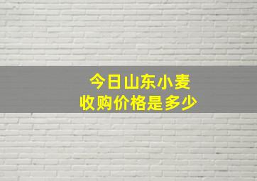 今日山东小麦收购价格是多少