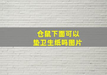 仓鼠下面可以垫卫生纸吗图片