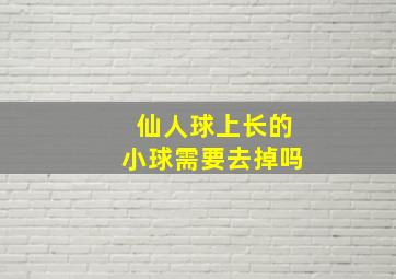 仙人球上长的小球需要去掉吗