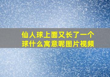 仙人球上面又长了一个球什么寓意呢图片视频