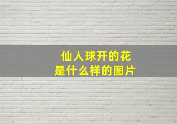 仙人球开的花是什么样的图片