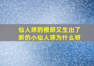 仙人球的根部又生出了新的小仙人球为什么呀