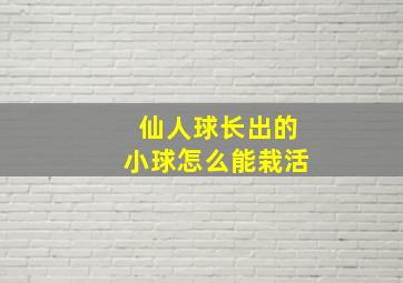 仙人球长出的小球怎么能栽活