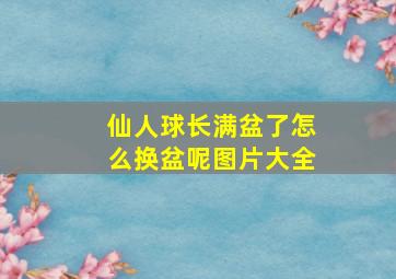 仙人球长满盆了怎么换盆呢图片大全