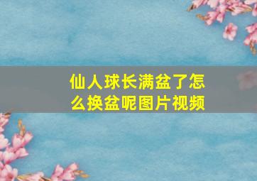 仙人球长满盆了怎么换盆呢图片视频