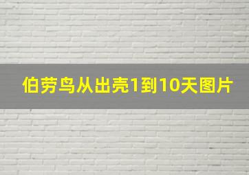 伯劳鸟从出壳1到10天图片