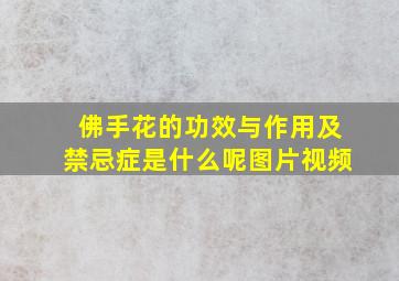 佛手花的功效与作用及禁忌症是什么呢图片视频