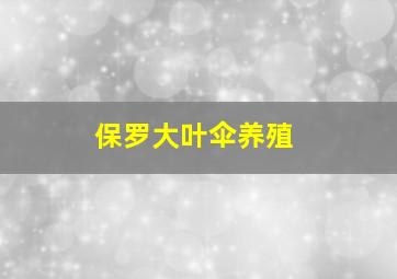 保罗大叶伞养殖