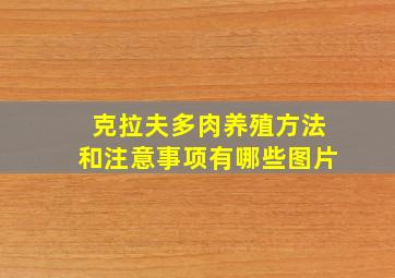 克拉夫多肉养殖方法和注意事项有哪些图片