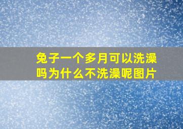 兔子一个多月可以洗澡吗为什么不洗澡呢图片